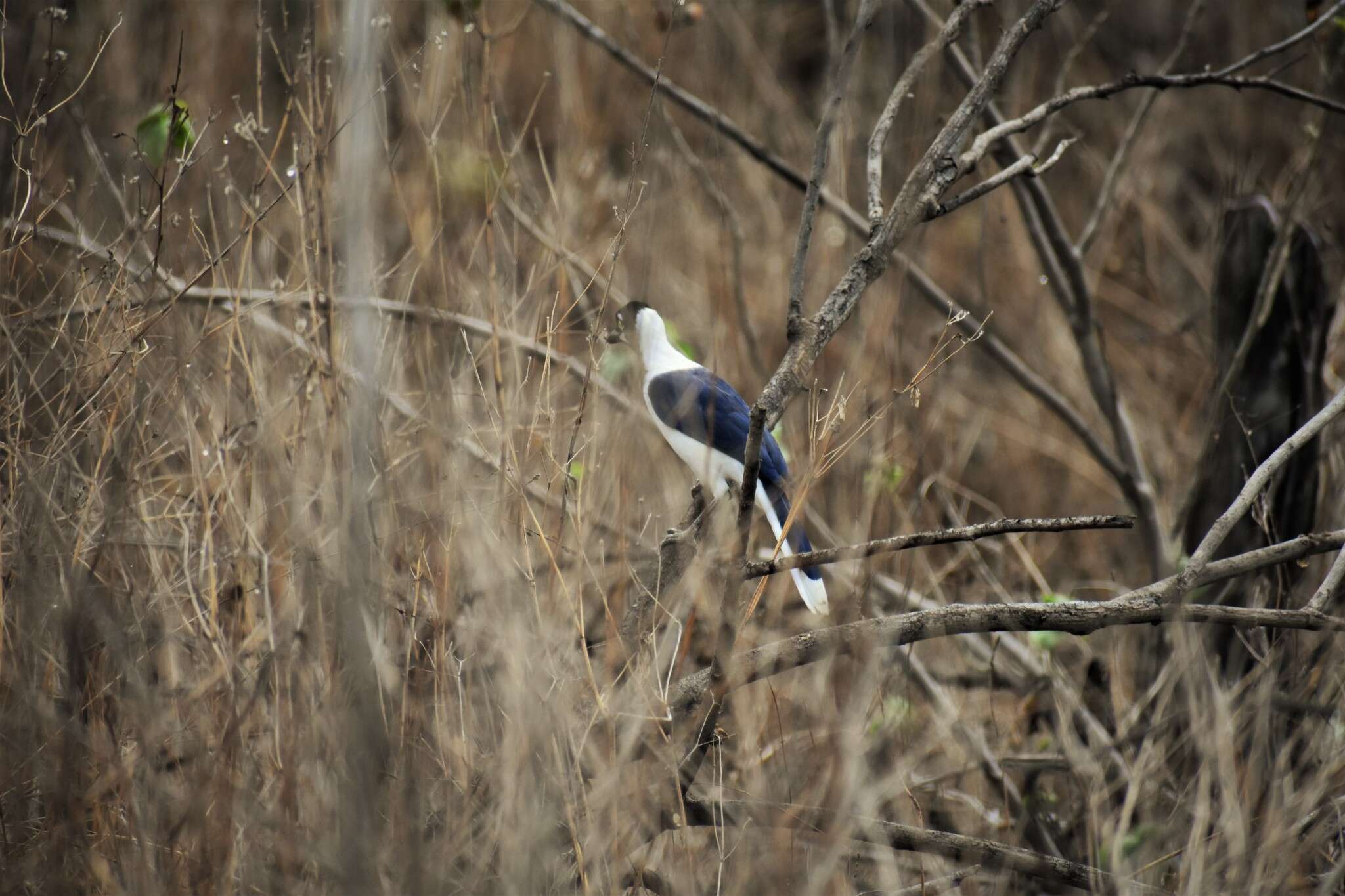 Image of White-tailed Jay