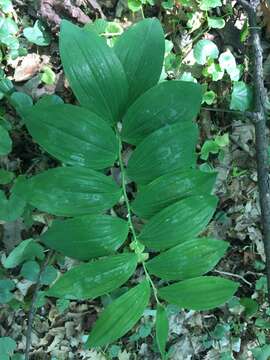 Image de Polygonatum latifolium (Jacq.) Desf.