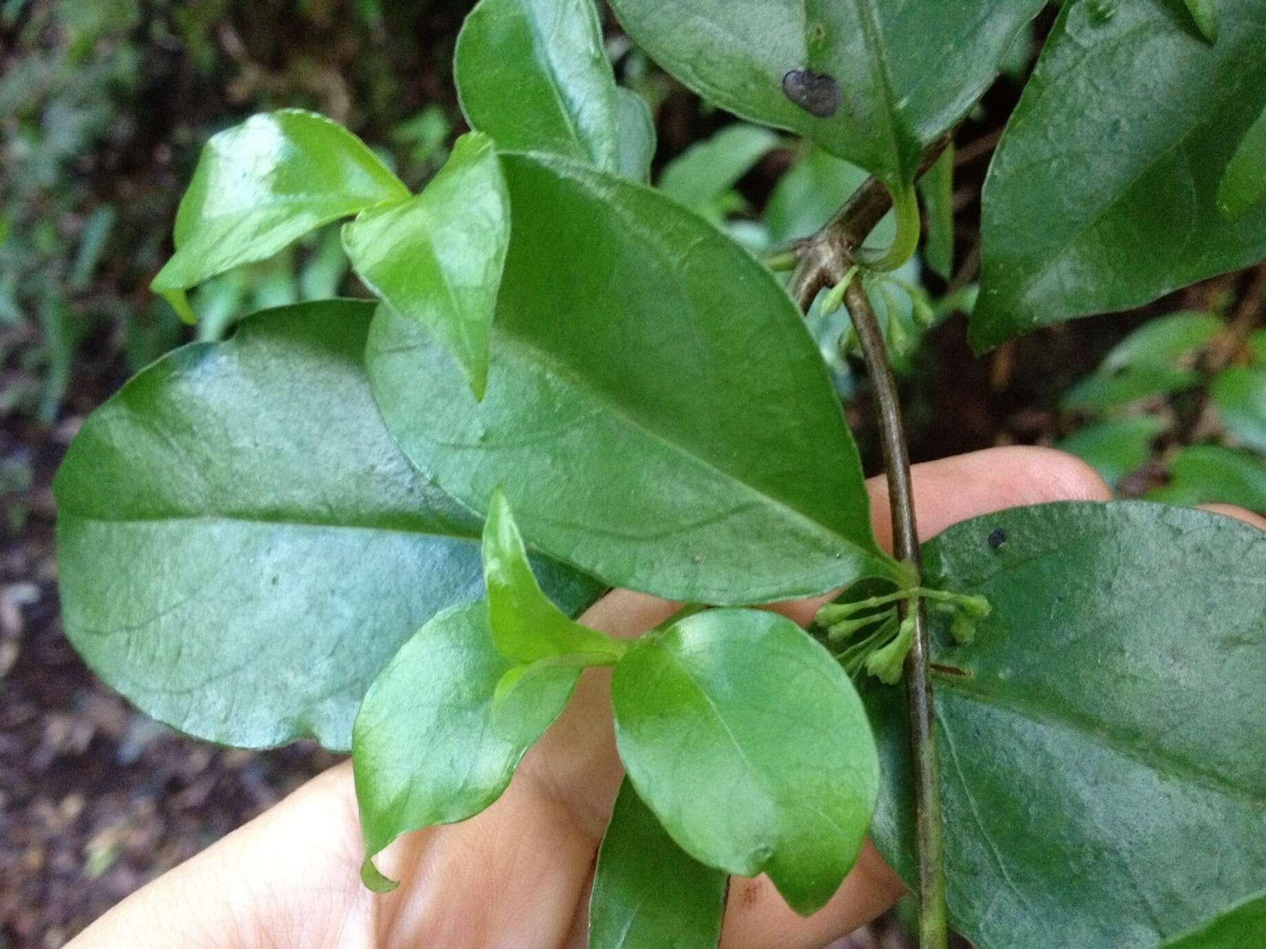 Imagem de Geniostoma rupestre var. ligustrifolium (Cunn.) B. J. Conn