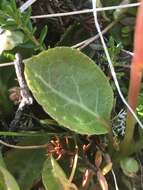 Image of common wintergreen