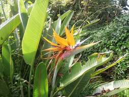 Image of Bird of paradise plant