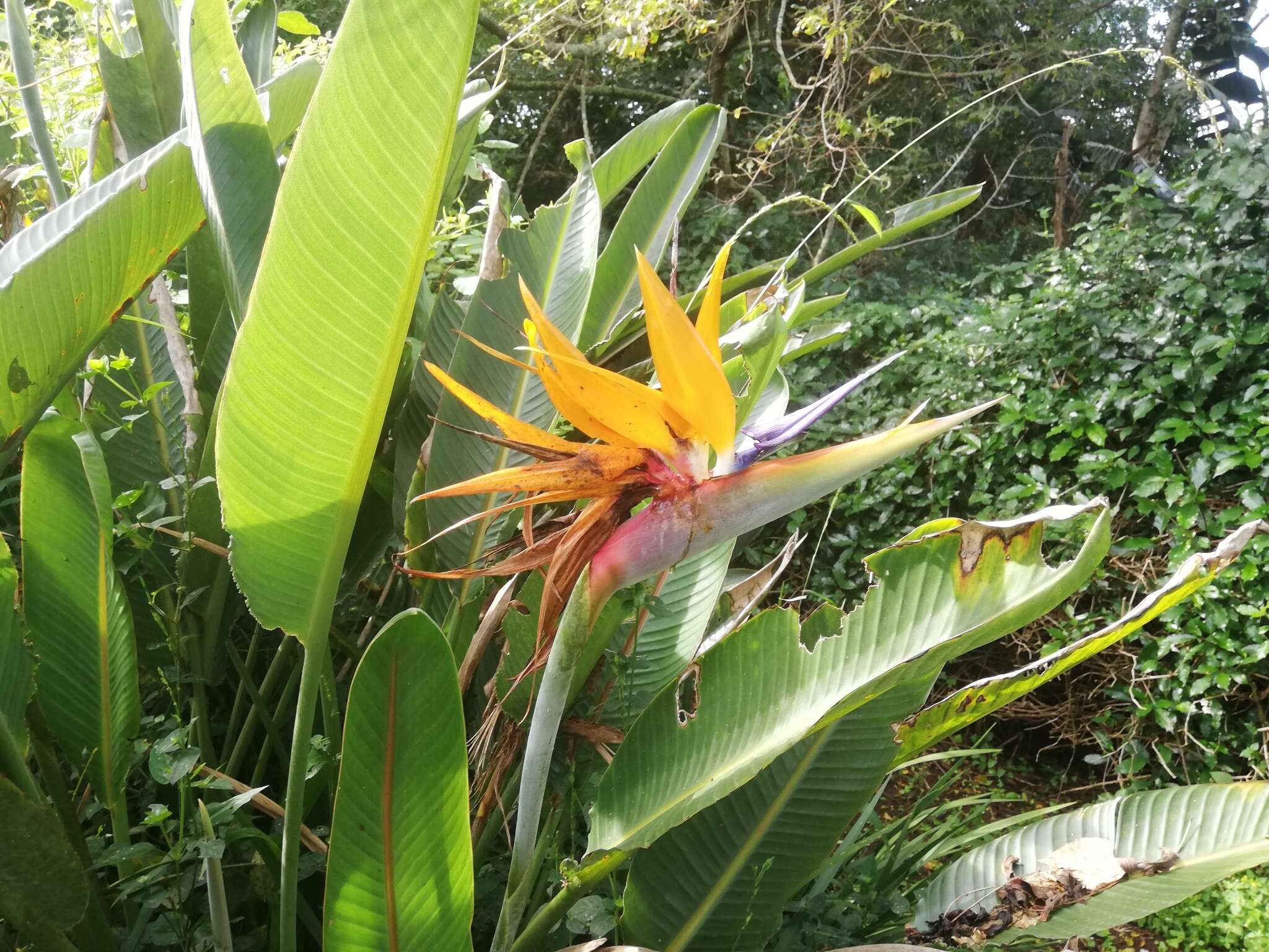 Image of Bird of paradise plant