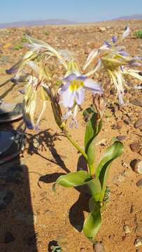 Image of Moraea speciosa (L. Bolus) Goldblatt