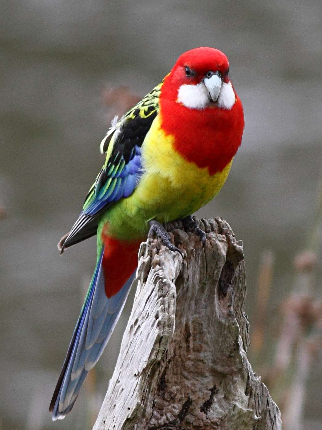 Image of Eastern Rosella