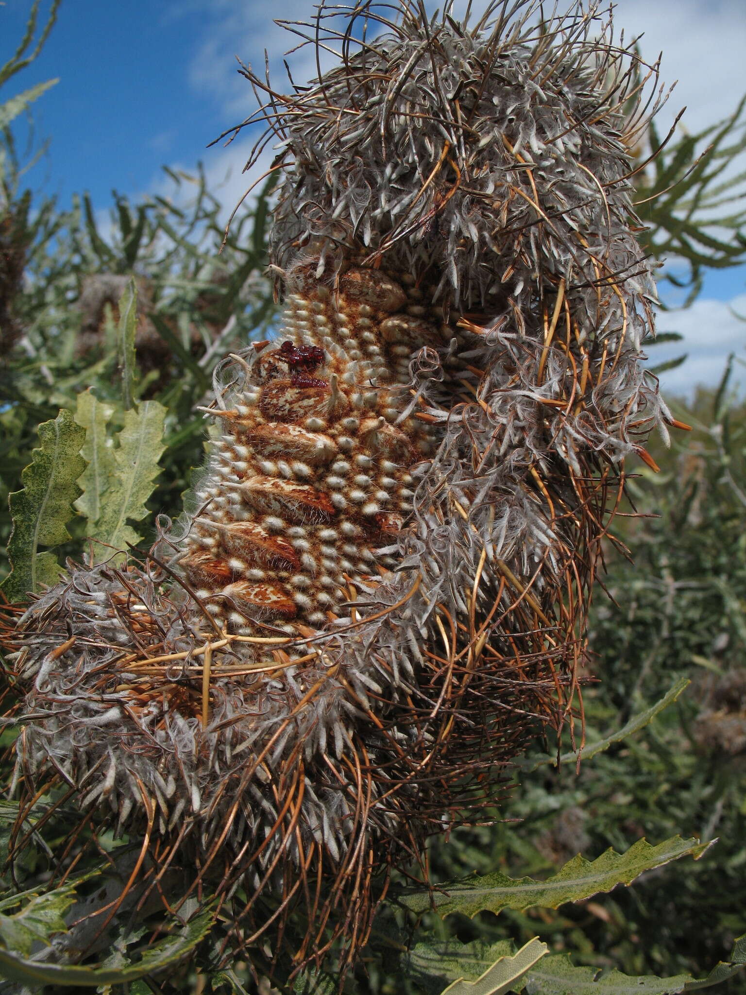 Image of Banksia prionotes Lindl.