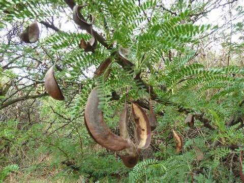 Image of Vachellia robusta (Burch.) Kyal. & Boatwr.