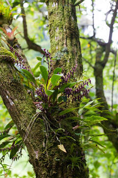 Stelis megachlamys (Schltr.) Pupulin的圖片