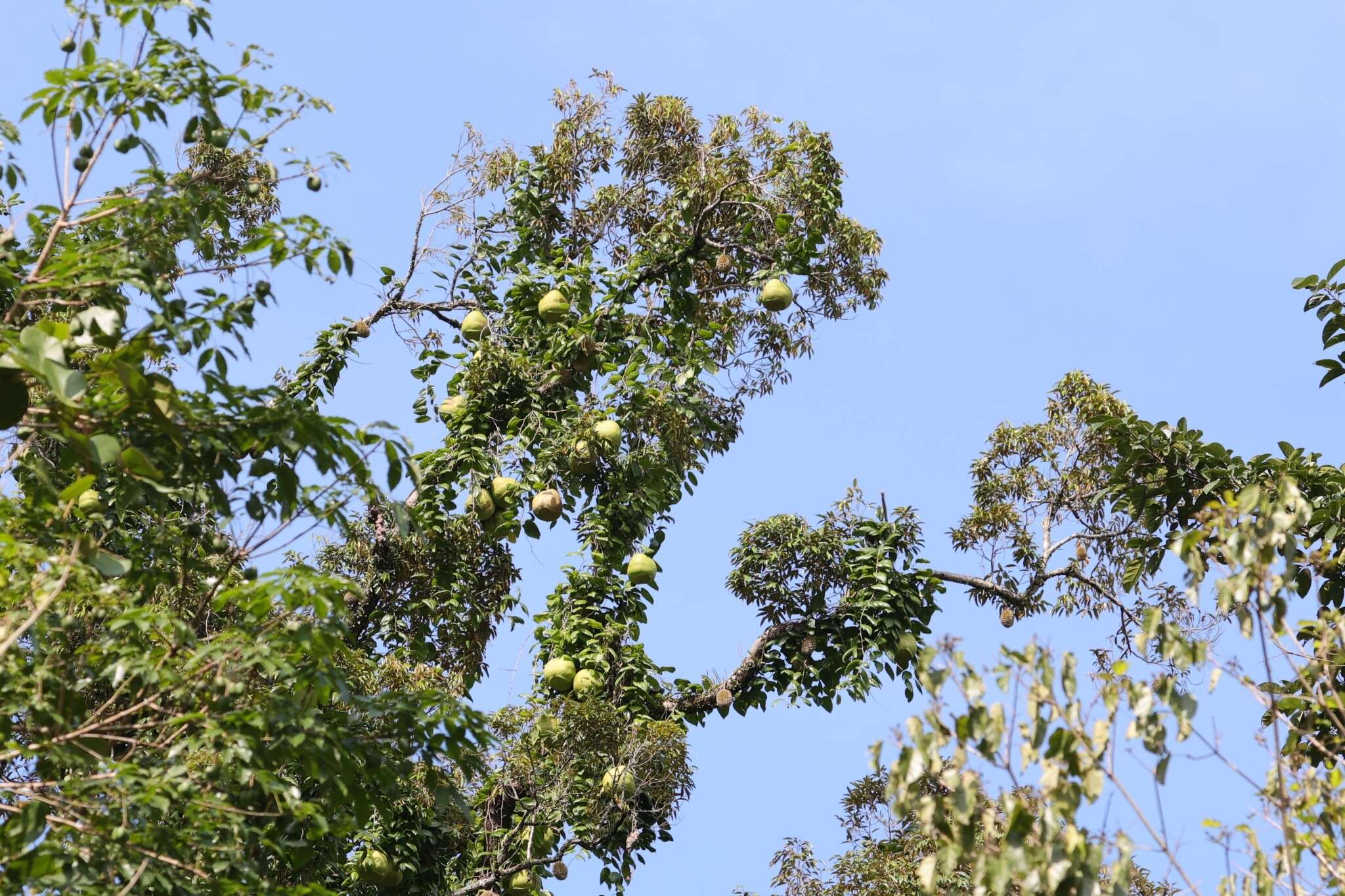 Image of Javan cucumber