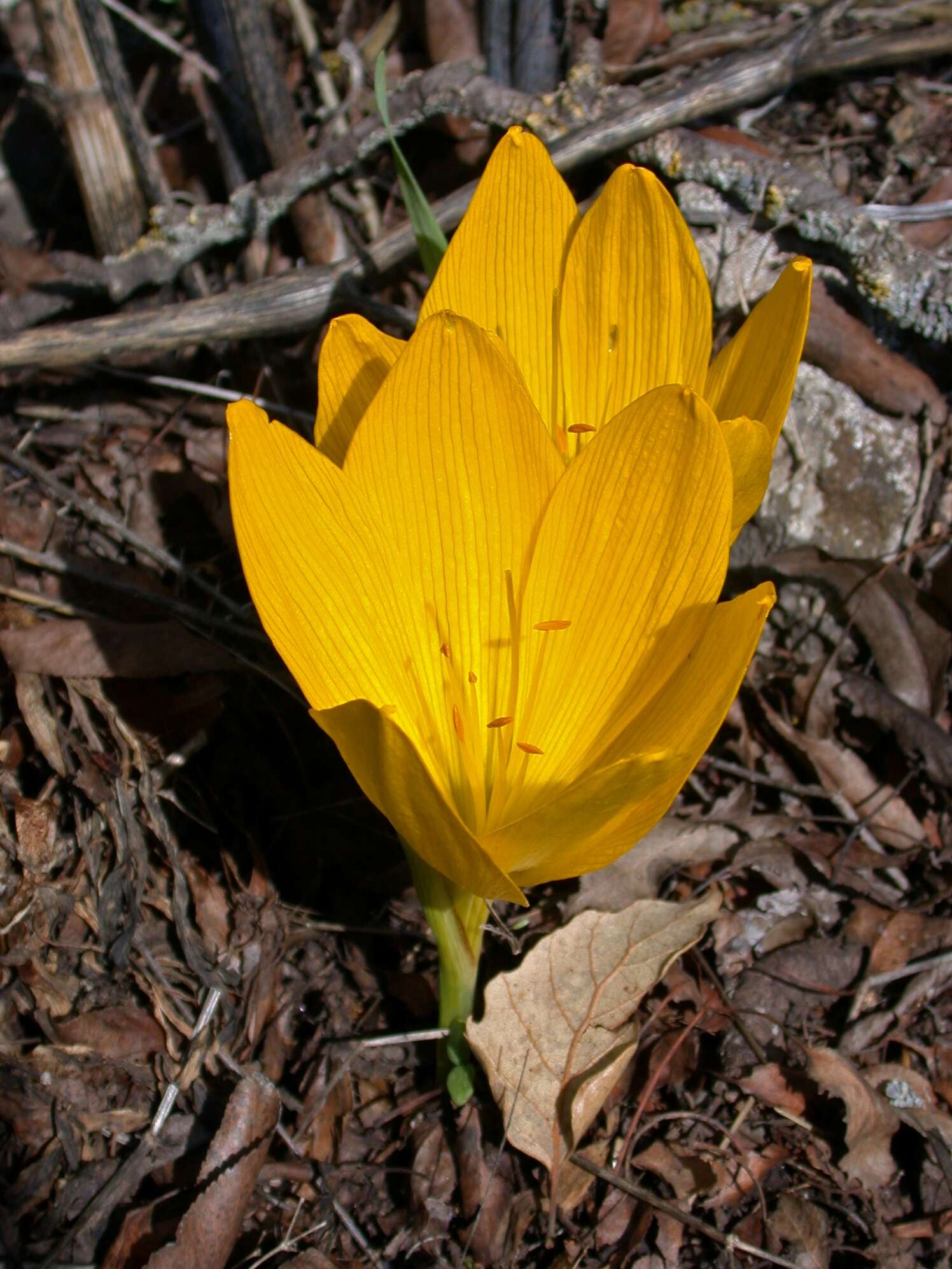 Image de Sternbergia clusiana (Ker Gawl.) Ker Gawl. ex Spreng.