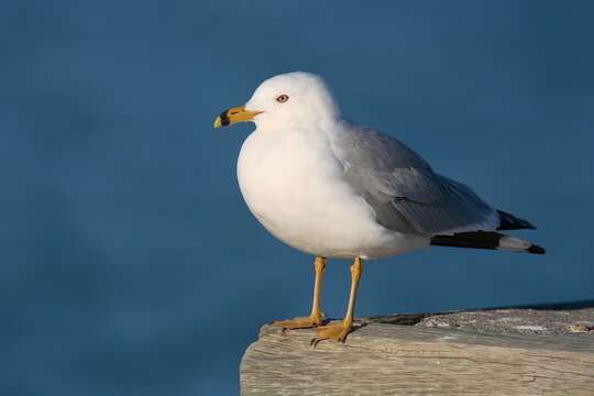 Image of Ring-billed Gull