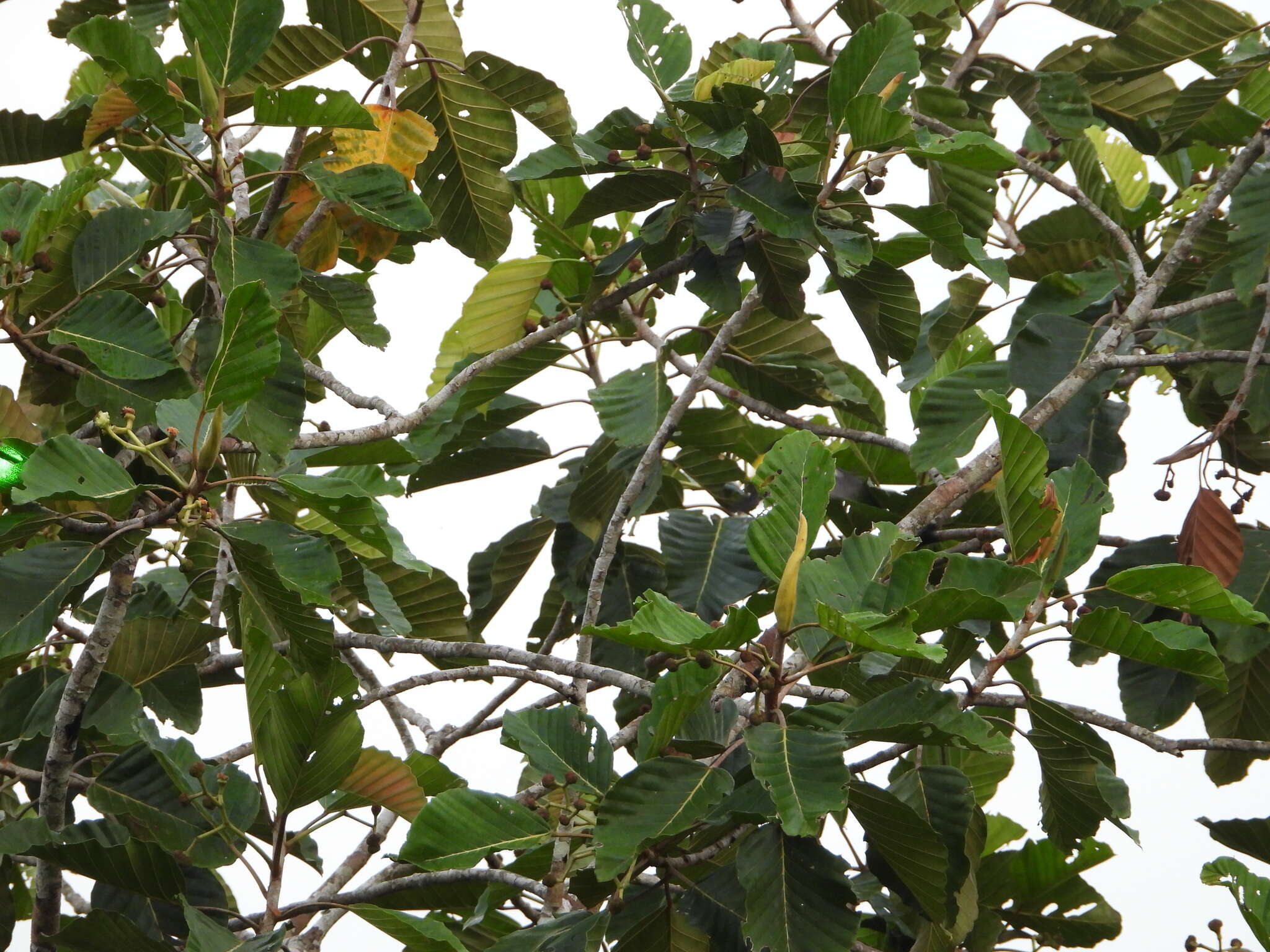 Image of Yellow-bellied Dacnis