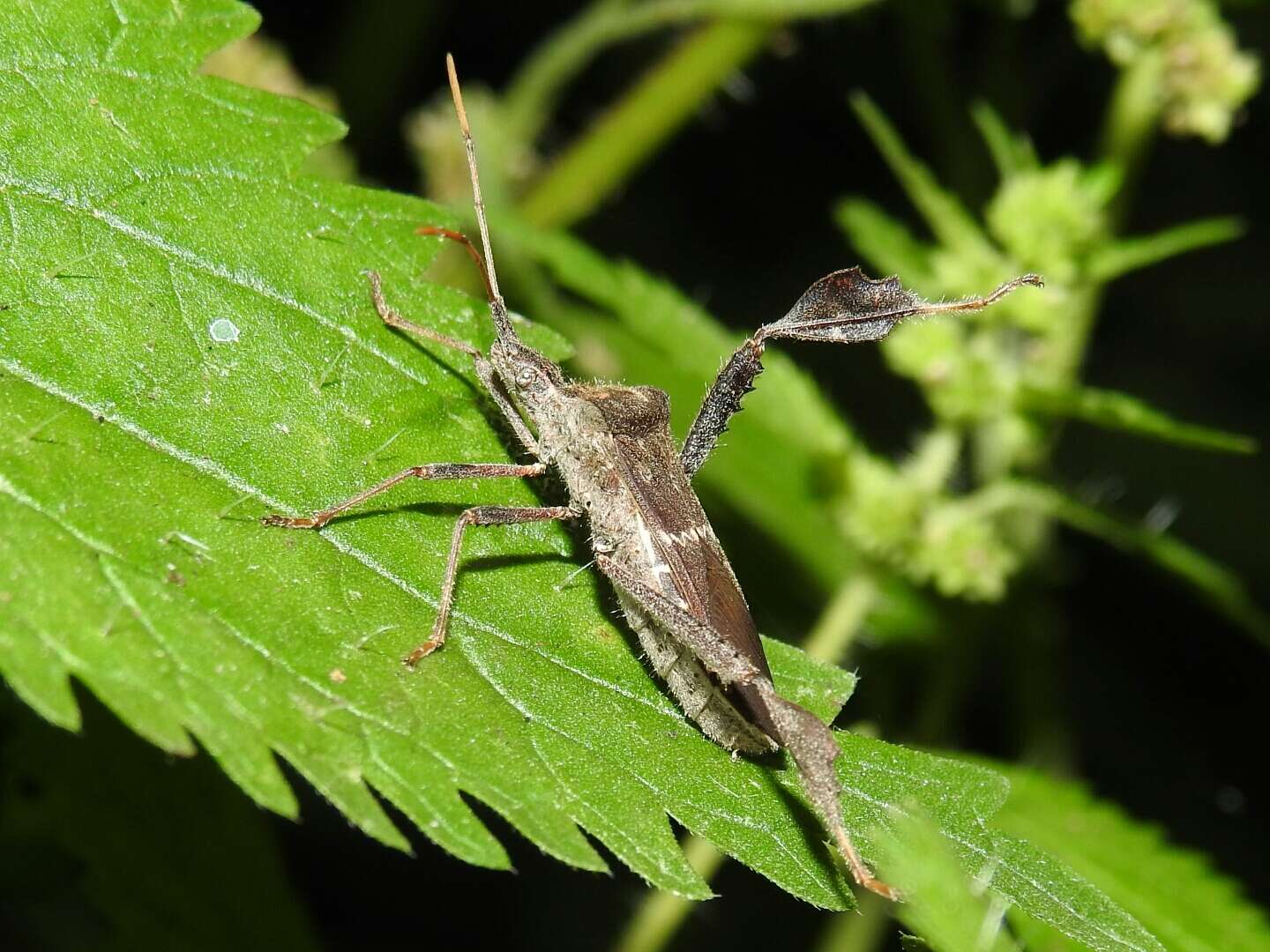 Leptoglossus zonatus (Dallas 1852) resmi