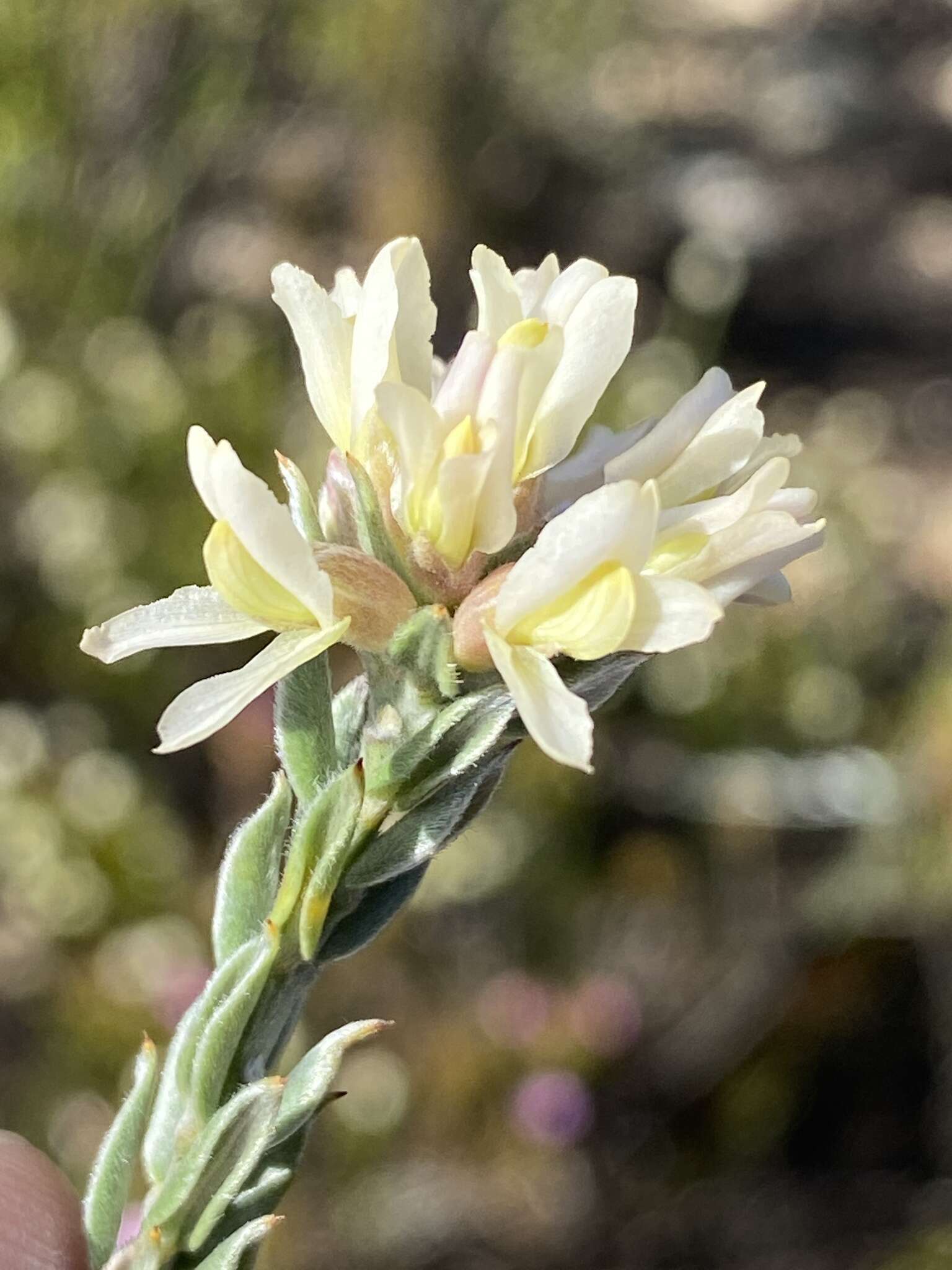 Image of Amphithalea alba Granby