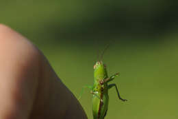 Image de Conocephalus (Anisoptera) fuscus (Fabricius 1793)