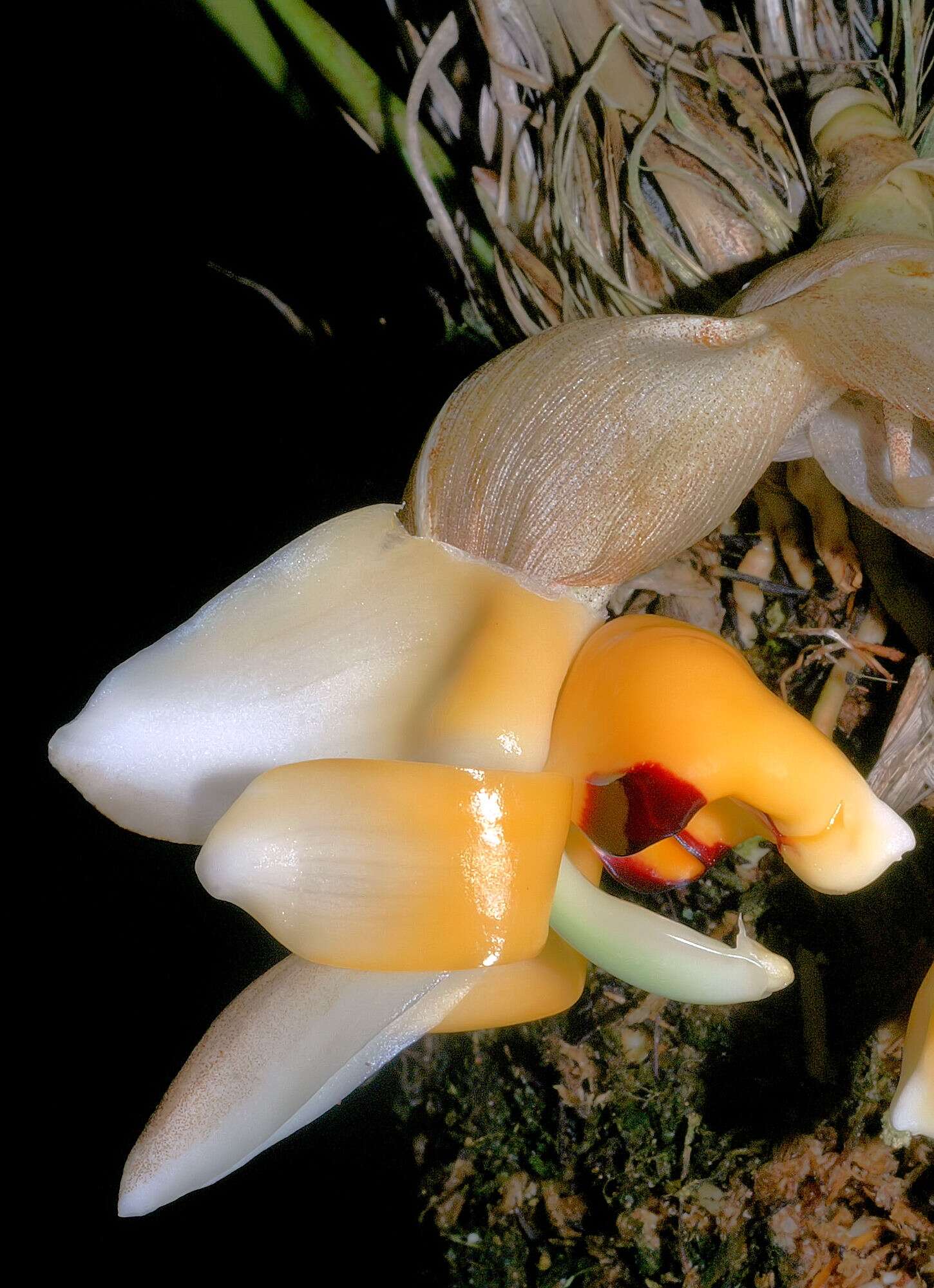 Image of Stanhopea pulla Rchb. fil.