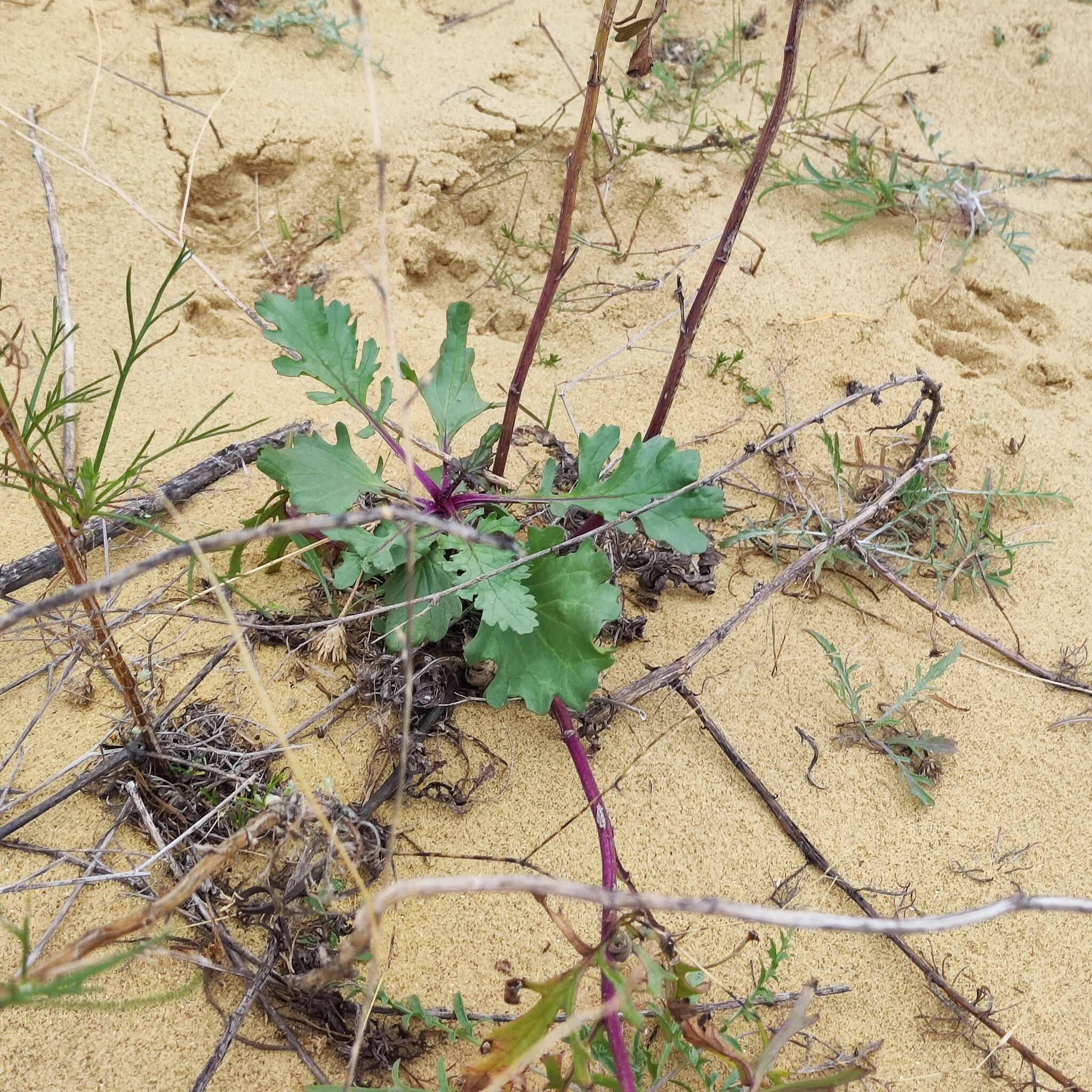 Image de Jacobaea schischkiniana (Sofieva) B. Nord. & Greuter