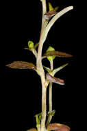 Image de Epilobium insulare Hausskn.