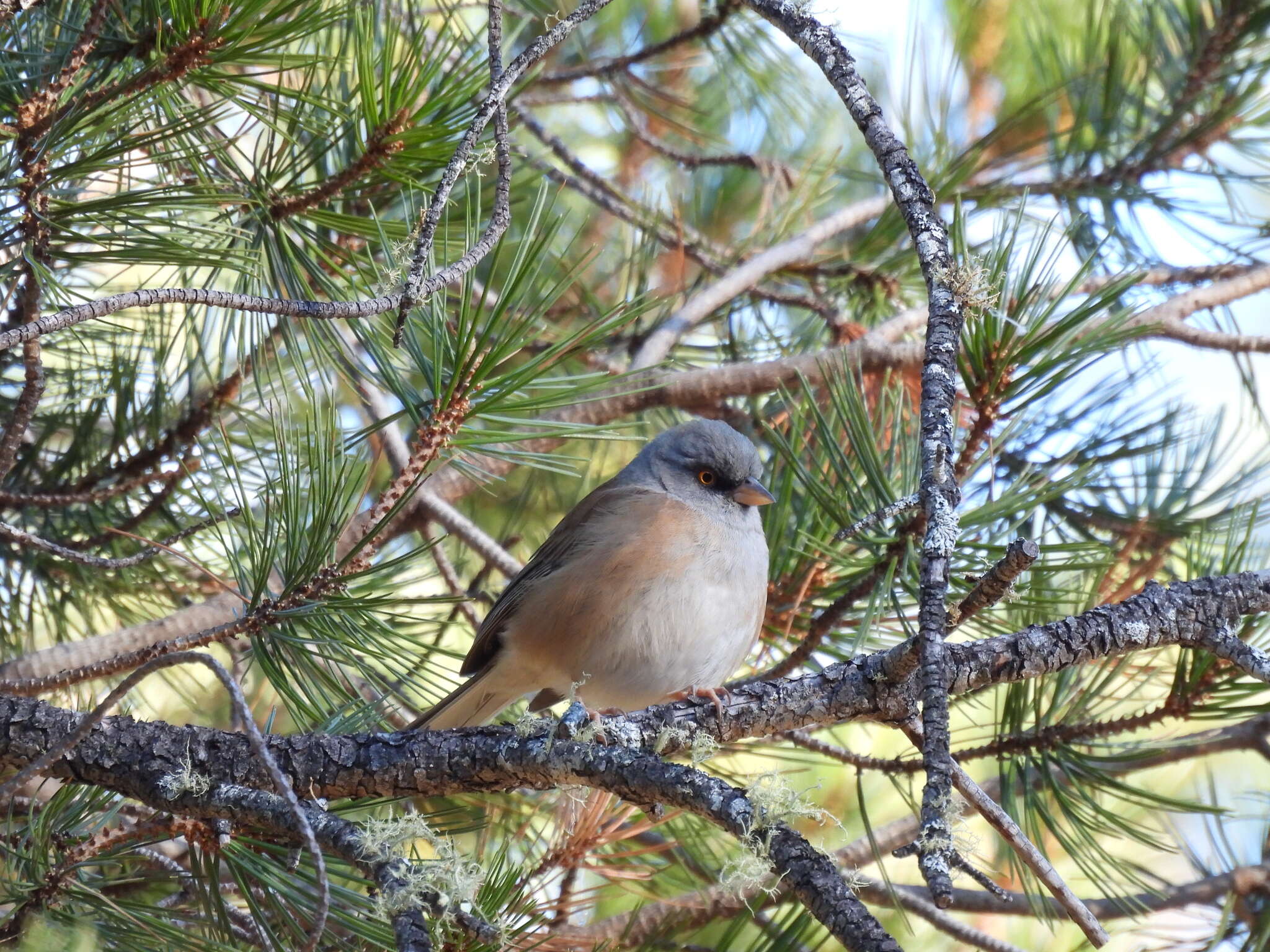 Image of Baird's Junco