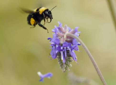 Image of Bombus argillaceus (Scopoli 1763)