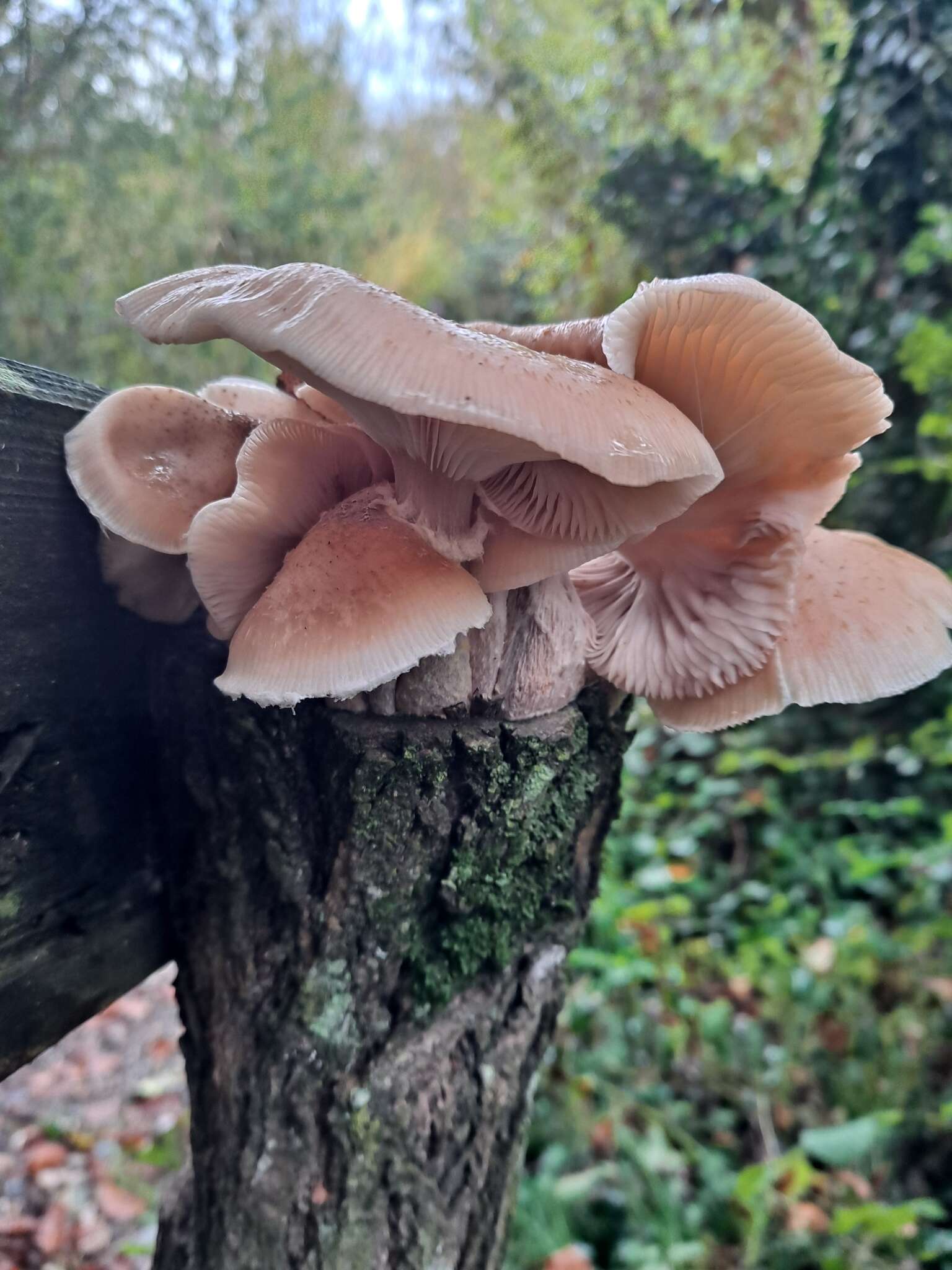 Imagem de Armillaria cepistipes Velen. 1920