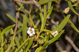 Image de Eremophila deserti (Cunn. ex Benth.) R. J. Chinnock