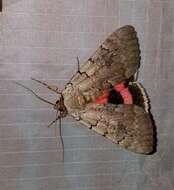 Image of Pink Underwing