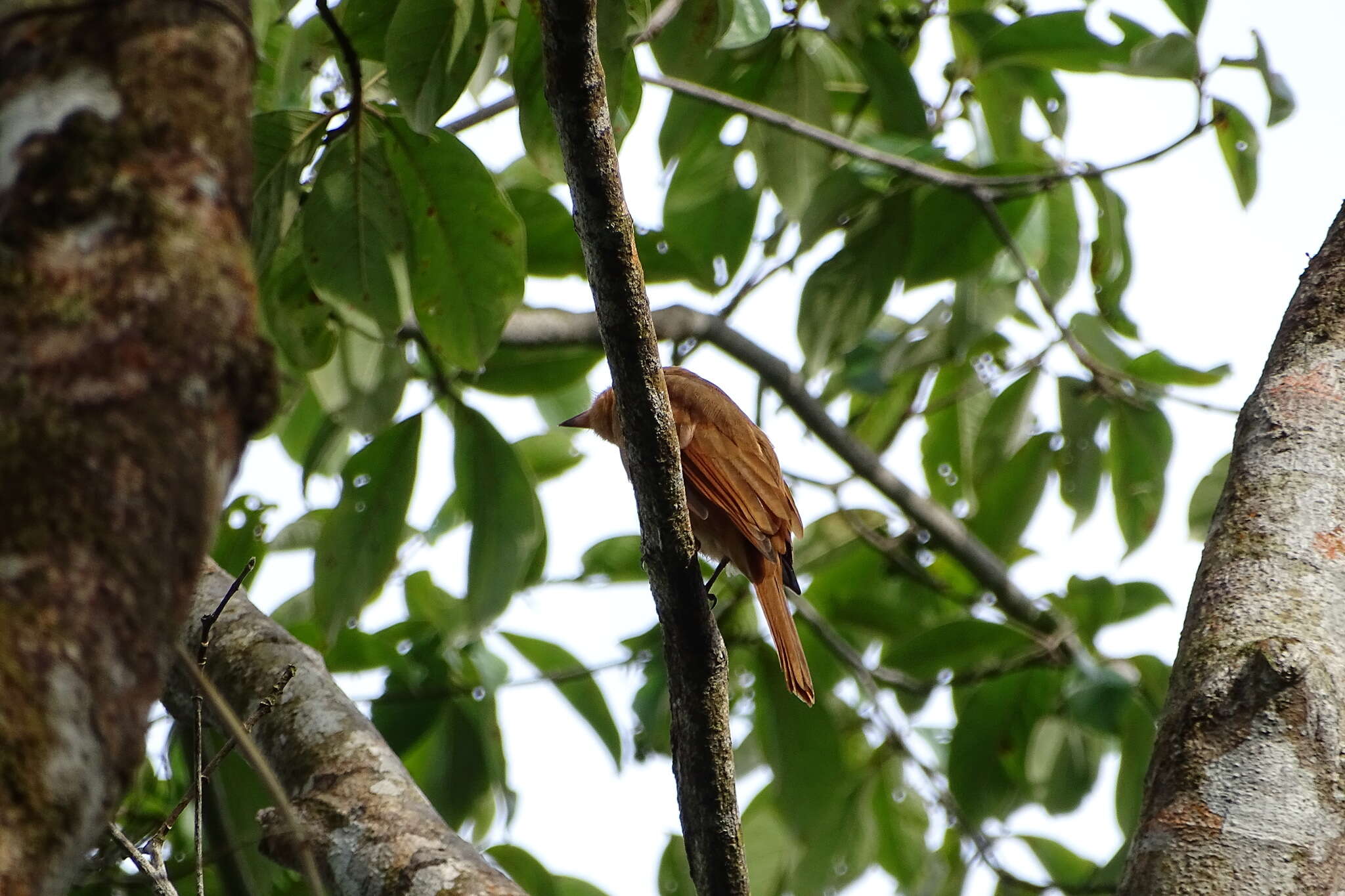 Image of Rufous Piha