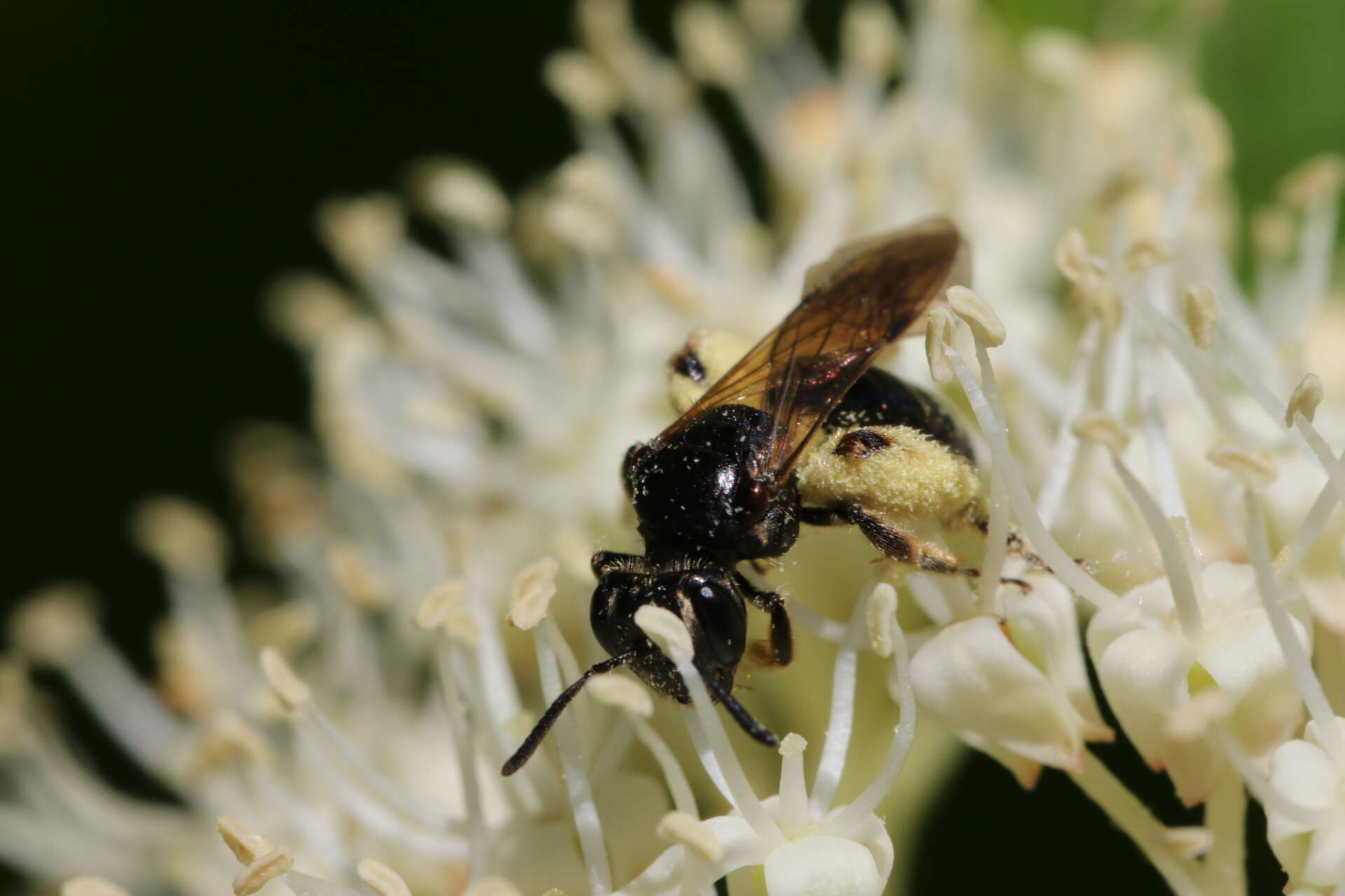 Image of Andrena integra Smith 1853