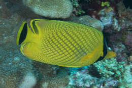 Image of Latticed Butterflyfish