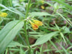 Image of Small cow-wheat