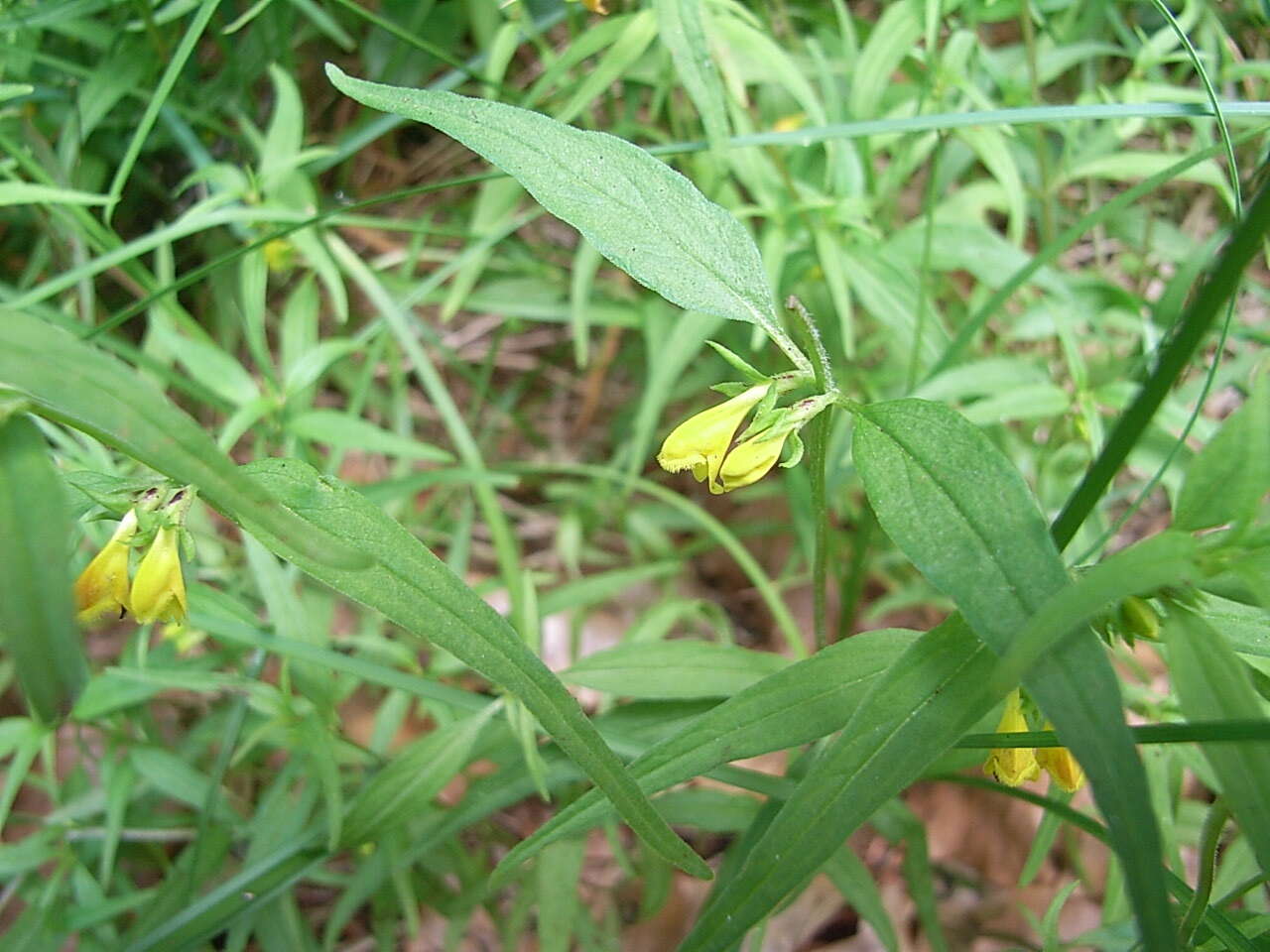 Image of Small cow-wheat