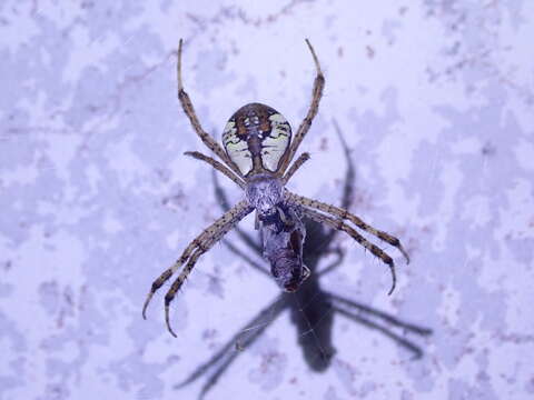 Image of Argiope perforata Schenkel 1963