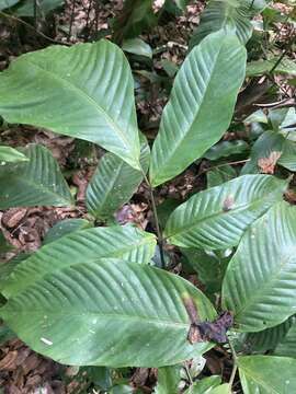 Image of Woodland Creeping Fern