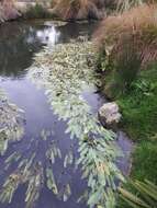 Image of Cape pondweed