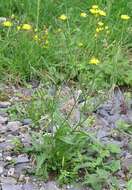 Image of smooth hawksbeard