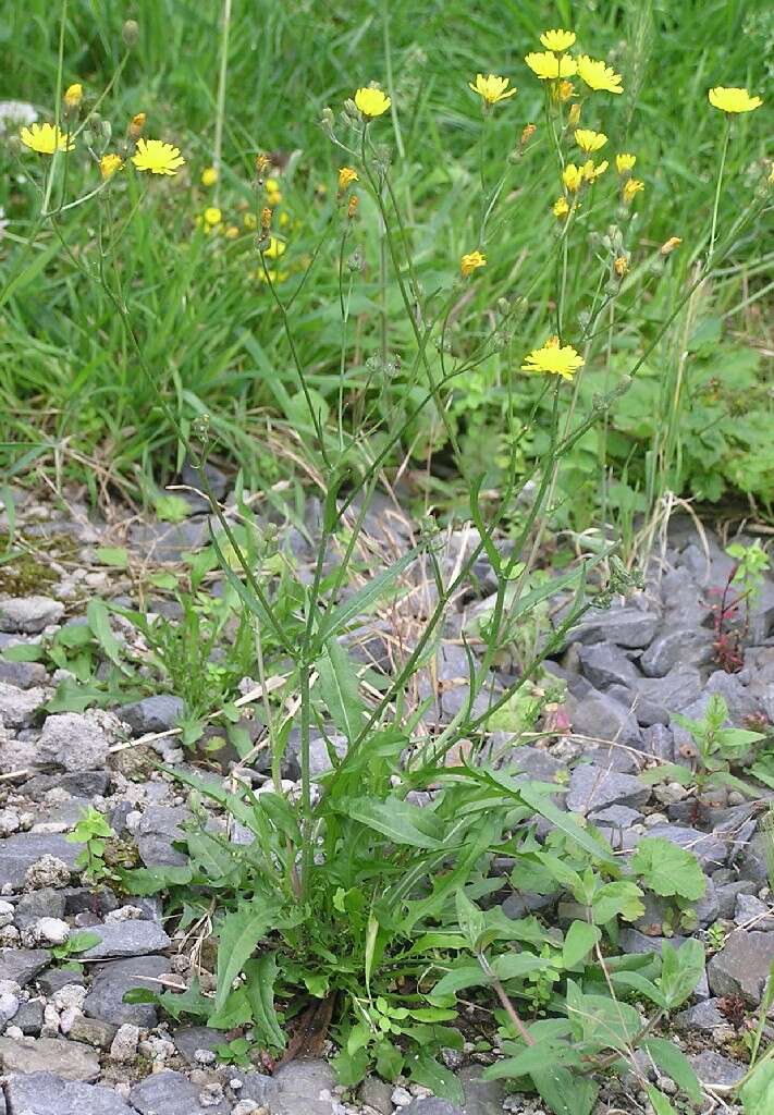 Image of smooth hawksbeard