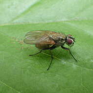 Image of Root-maggot fly