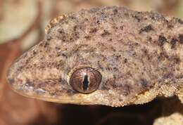 Image of Honduras Leaf-toed Gecko