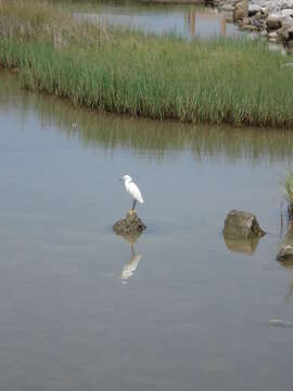 Image of Snowy Egret