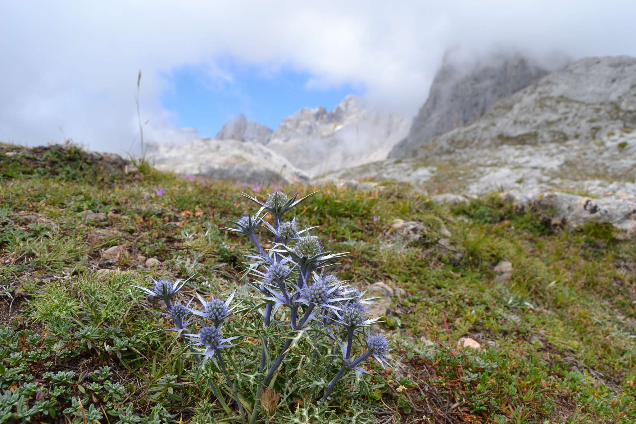 Eryngium bourgatii Gouan resmi