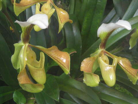 Sivun Paphiopedilum villosum (Lindl.) Stein kuva