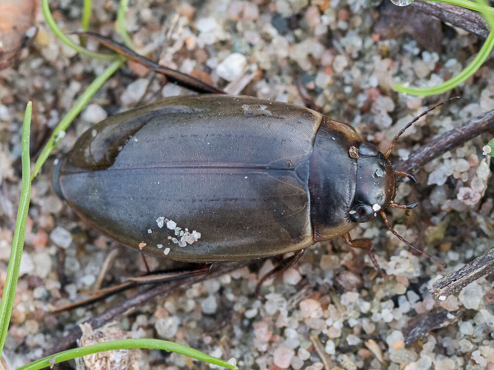 Plancia ëd Colymbetes fuscus (Linnaeus 1758)