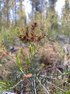 Image of Daviesia acicularis Sm.