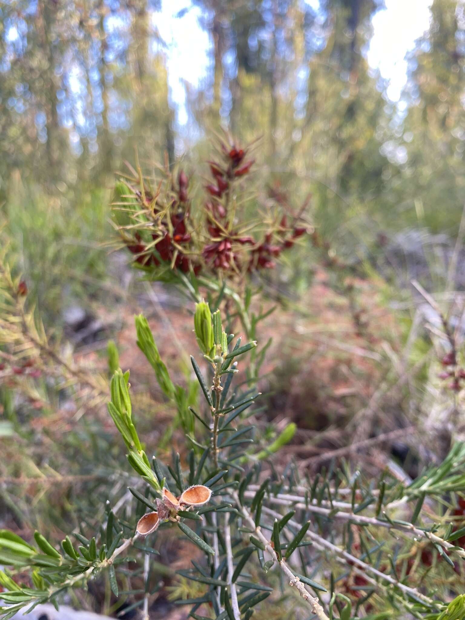 Image of Daviesia acicularis Sm.