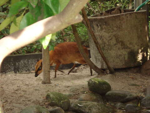 Image of Balabac Chevrotain