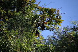 Image of Madagascan Flying Fox