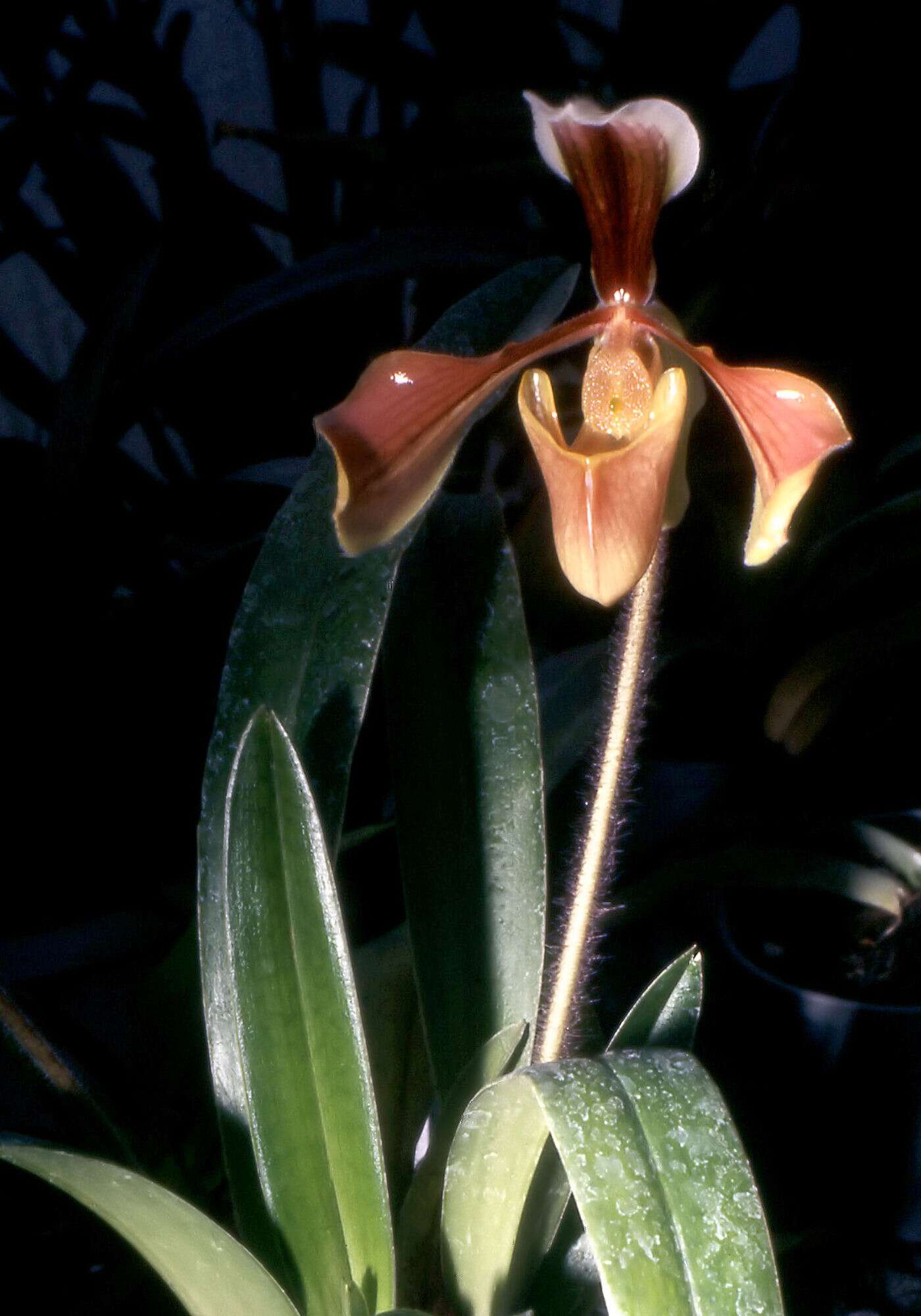 Sivun Paphiopedilum villosum (Lindl.) Stein kuva