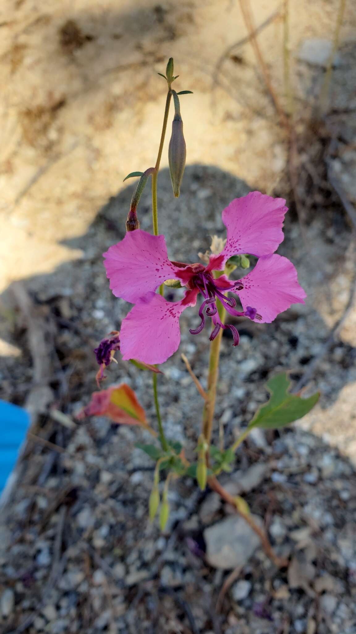 صورة Clarkia mildrediae subsp. mildrediae