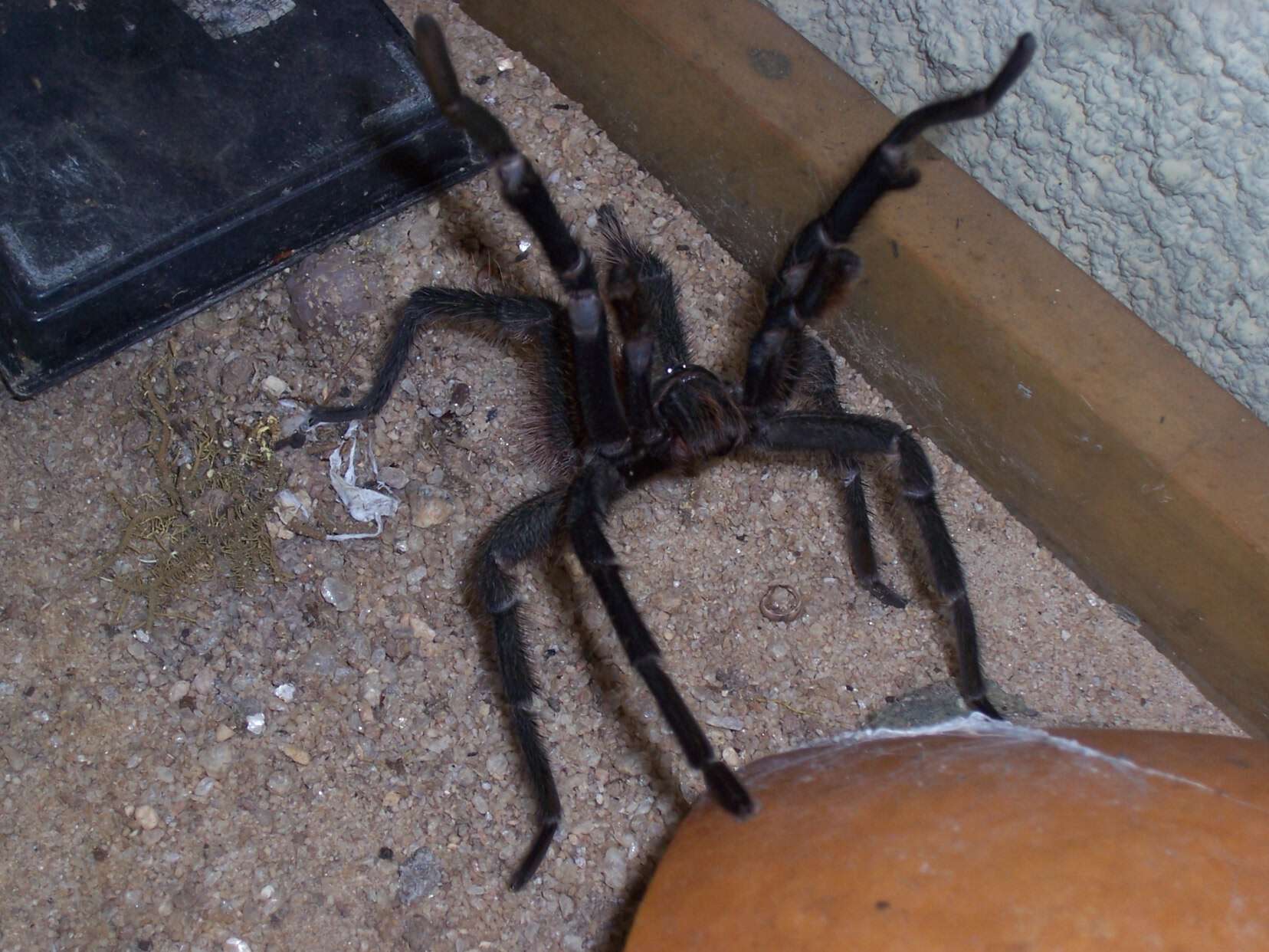 Image of Bahia Scarlet Tarantula