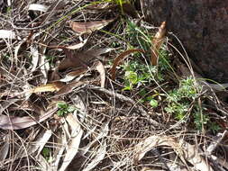 Image of Sharp-leaf greenhood